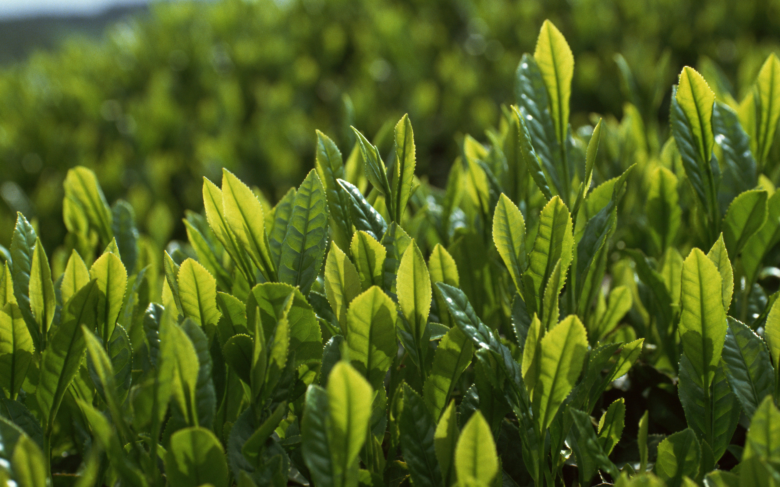 Чайная листва. Camellia sinensis листья. Camellia sinensis чай. Куст чая плантация Камелия. Зеленый чай (Camellia sinensis).