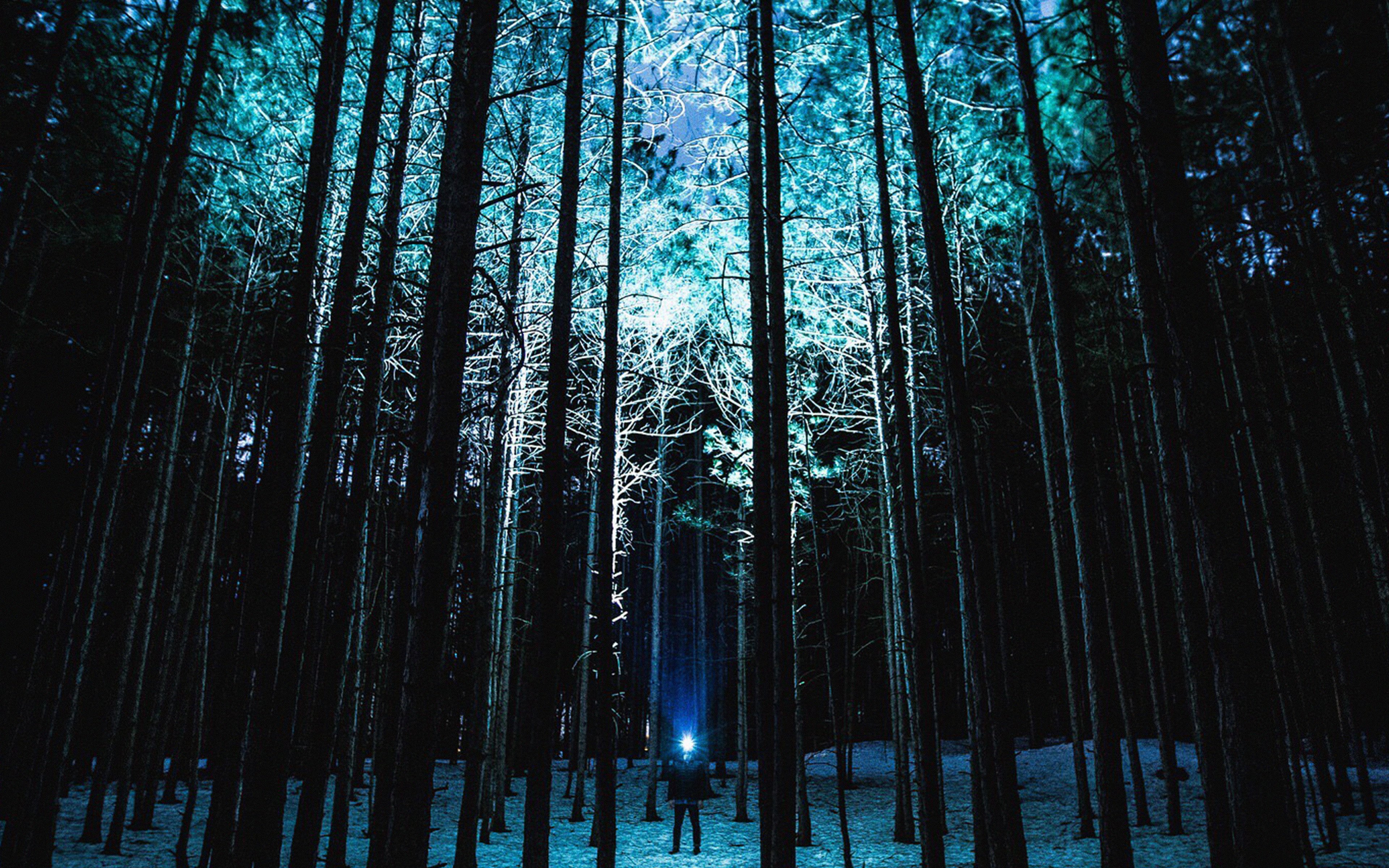 Ночь лес красиво. Ночной лес. «Ночь в лесу». Красивый лес ночью. Сосновый лес ночью.