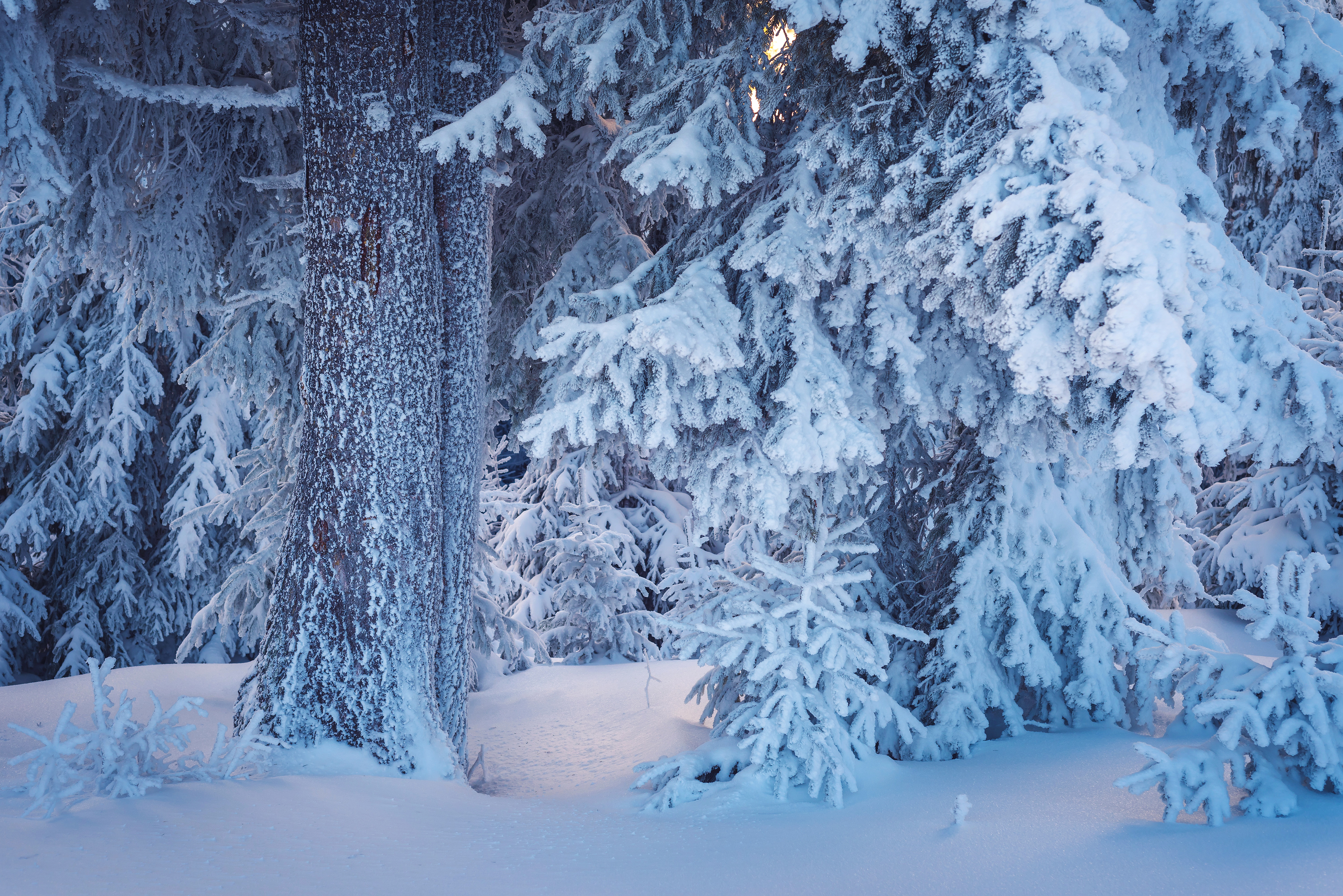 Winter forest. Зимний лес. Сказочный зимний лес. Зимой в лесу. Сказочная зима.
