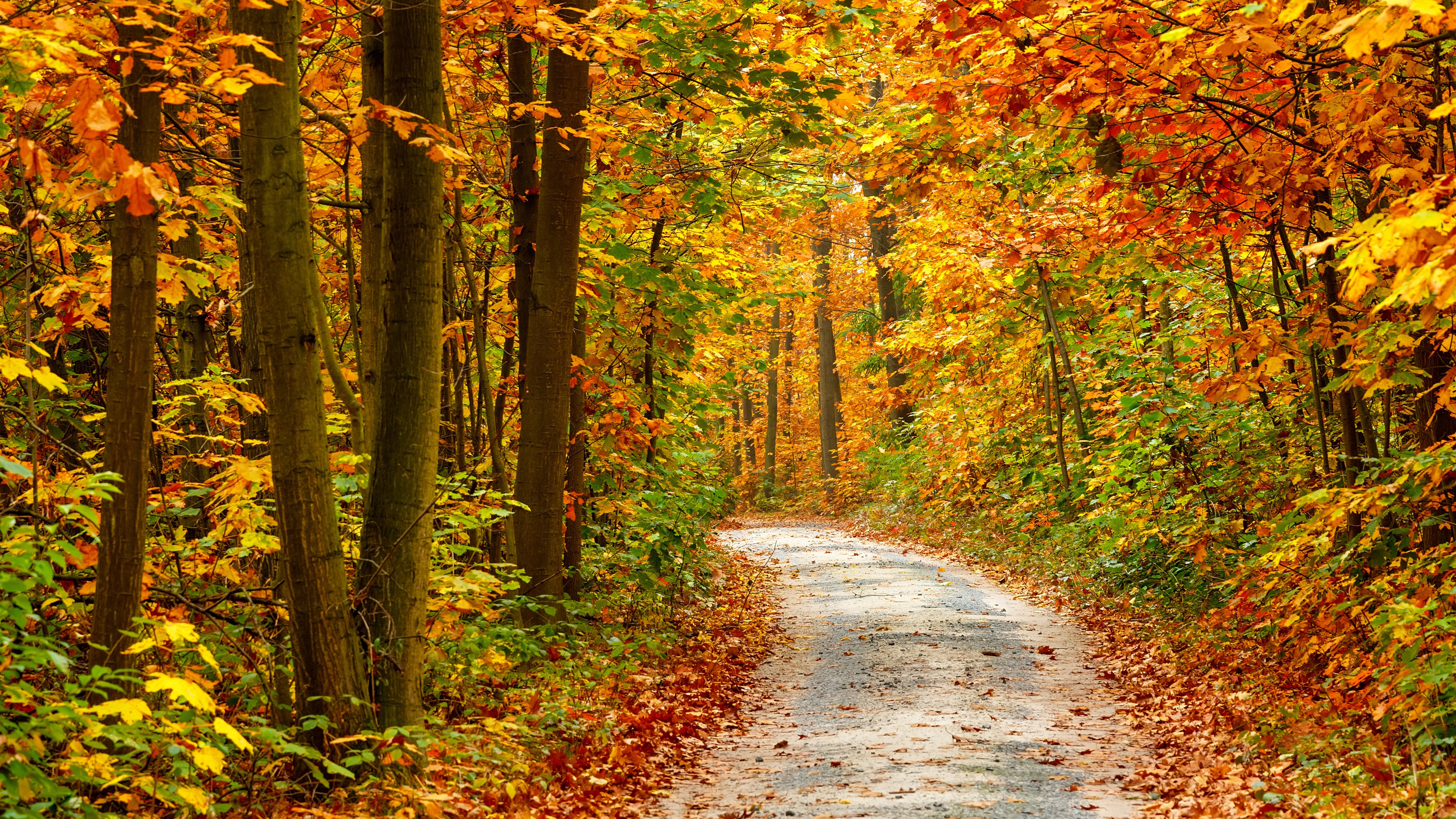Картинка времена года осень. Осенний лес. Осень в лесу. Тропинка в осеннем лесу. Лес осенью.