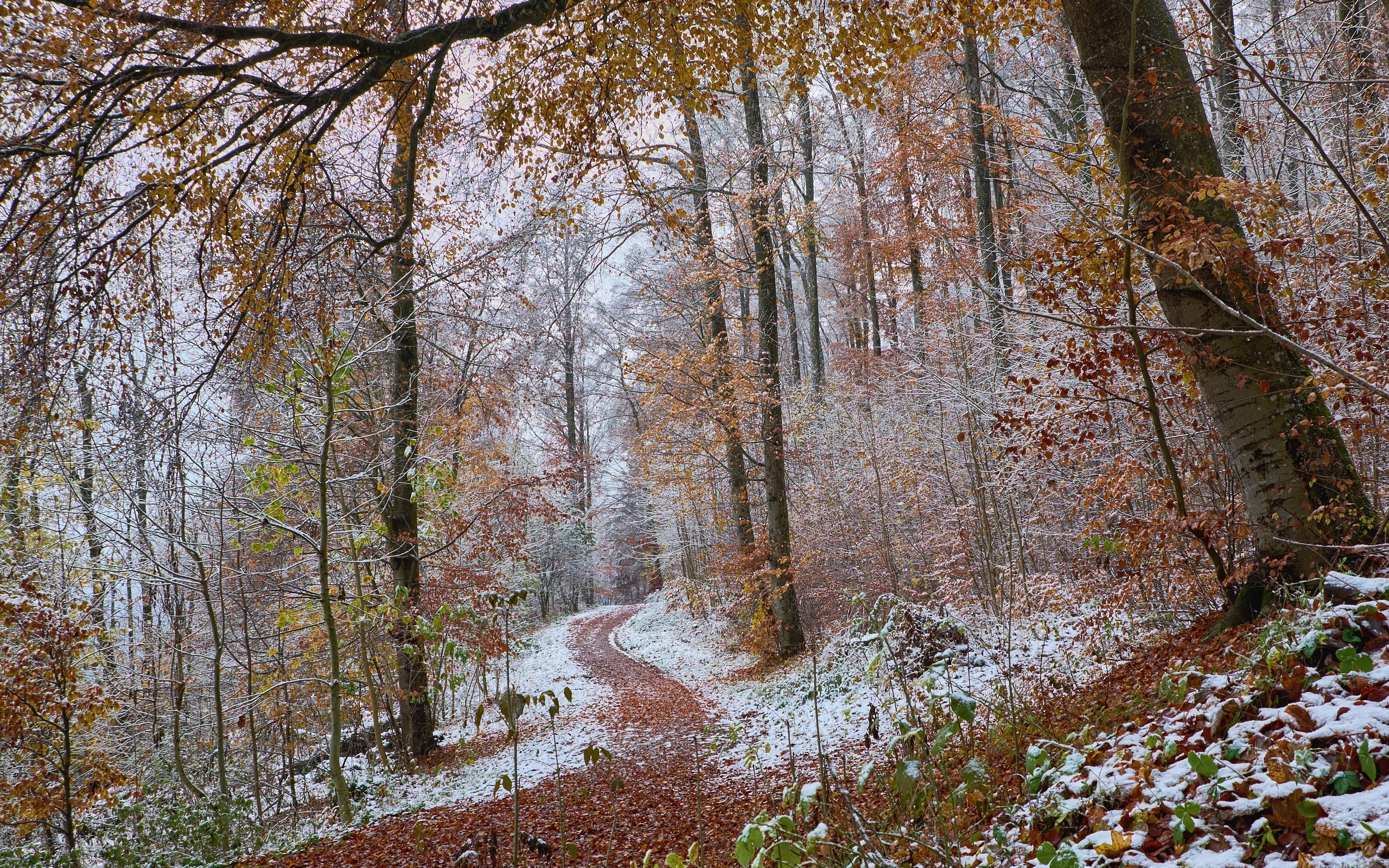 Ноябрь. Поздняя осень. Поздняя осень в лесу. Конец осени. Лес поздней осенью.
