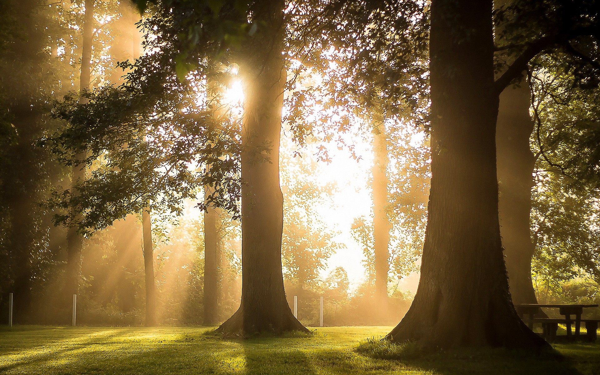 Столики лучи. Светлый лес. "Солнце в лесу". Красивый светлый лес. Утро лес на дереве.