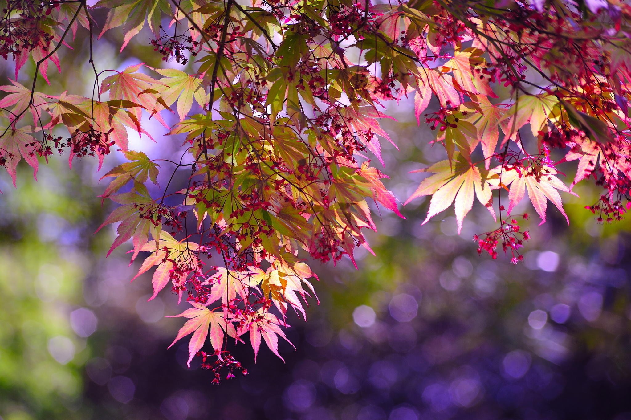 Вдруг среди листвы видишь пестрый. Осень. Осенняя листва. Осенние цветы. Красивые листья деревьев.