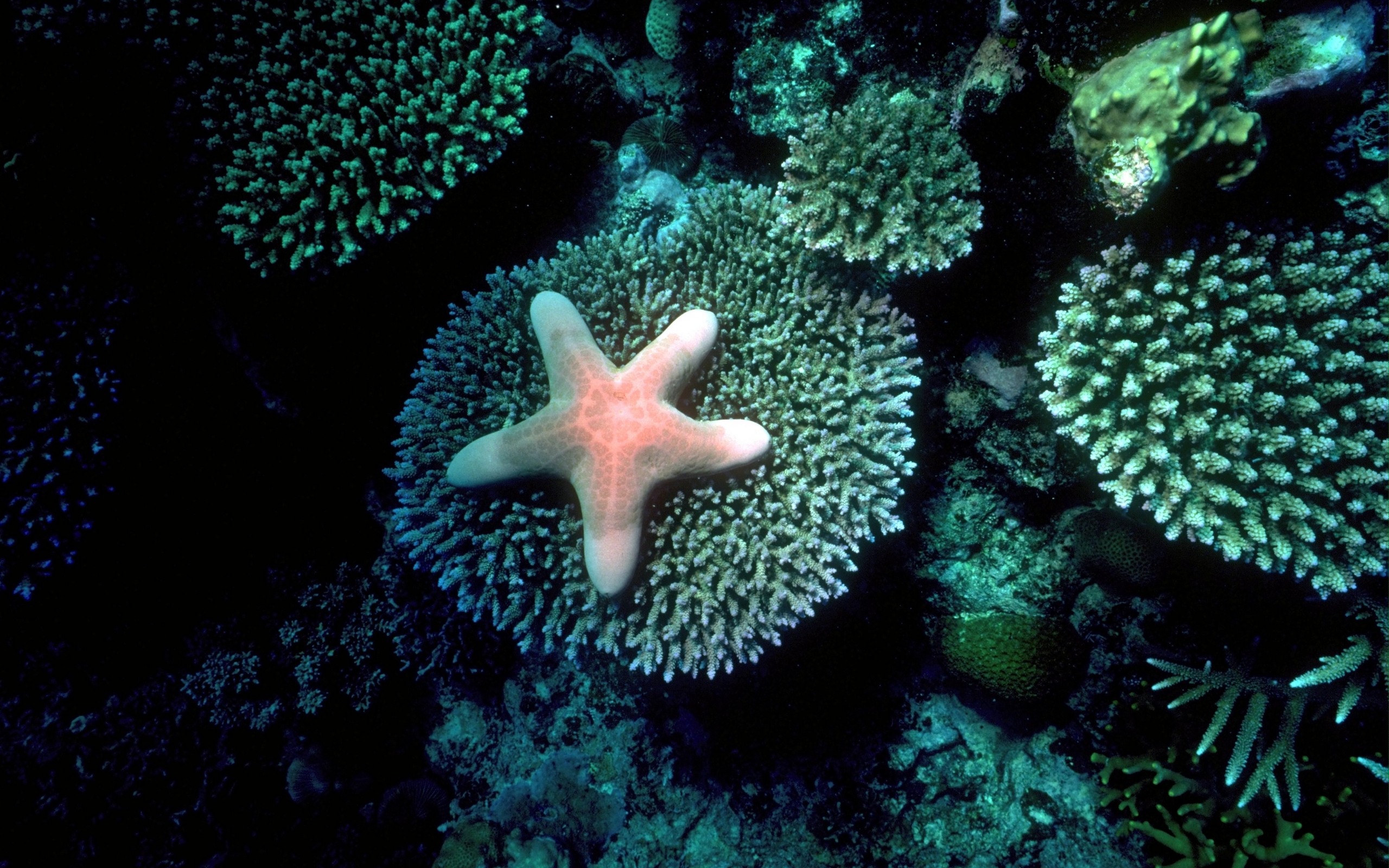7 звезд морское. Бентос морская звезда. Подводный мир. Морская звезда в океане. Подводный мир морская звезда.