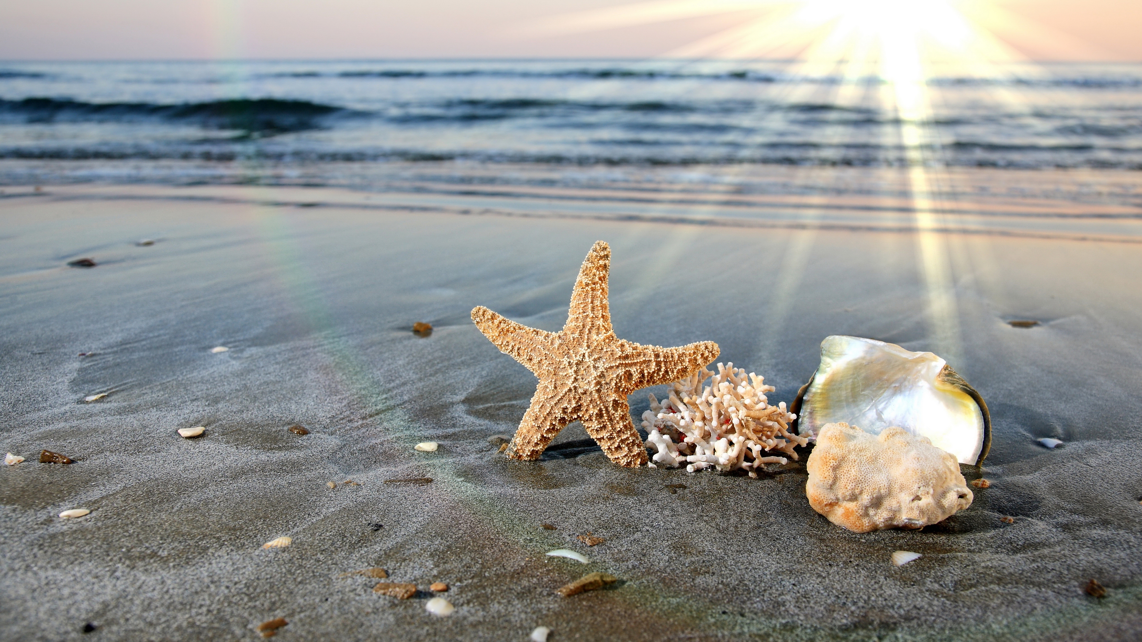 Красивые заставки море. Море солнце. Море ракушки. Море солнце пляж. Морская звезда.
