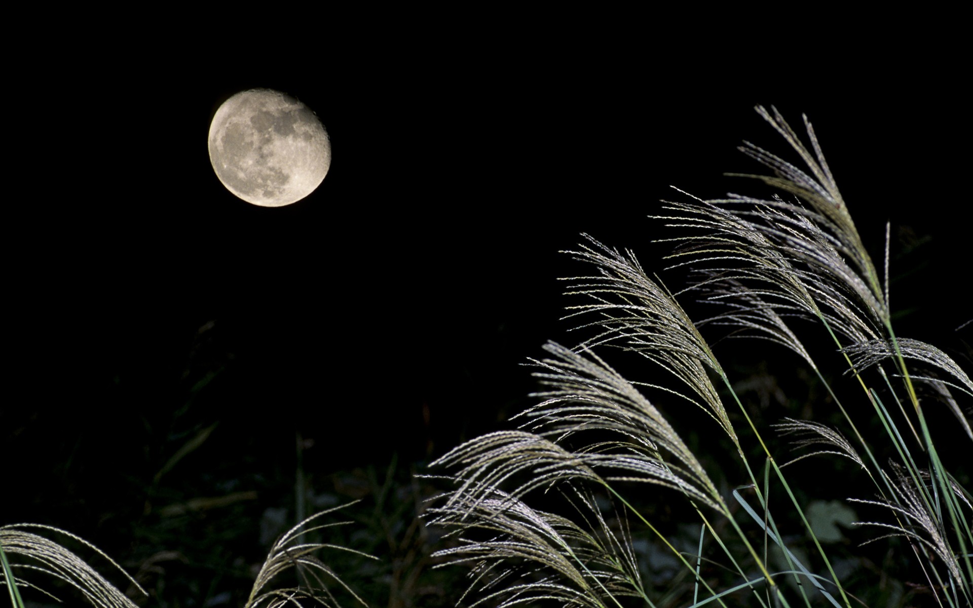 Луна над полями. Трава ночью. Трава под луной. Рожь и Луна. Трава в лунном свете.